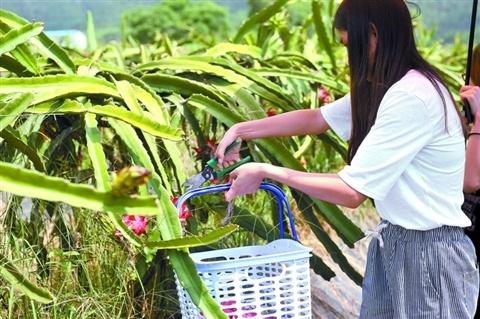 如何布局觀光休閑農(nóng)業(yè) 后園這幾點原則要掌握