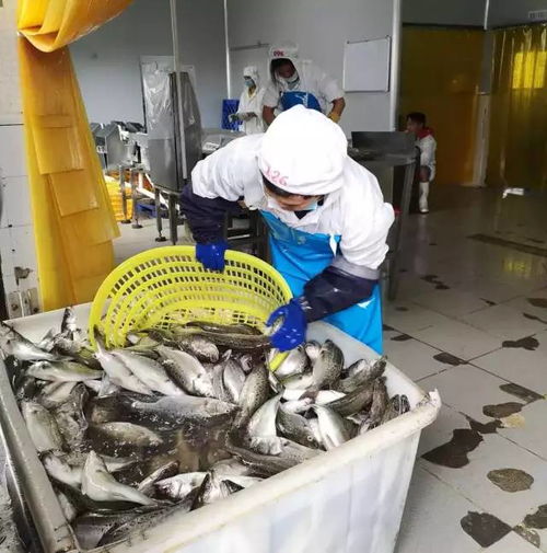 給力 臺(tái)風(fēng)過后,斗門區(qū)水產(chǎn)養(yǎng)殖加工企業(yè)基本全面復(fù)工