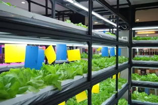 溫室花園農場餐廳